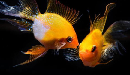 作为世界上最可爱的鱼，金波子鱼的性情到底如何？