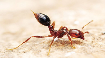 作为世界上最可怕的蚂蚁，红火蚁对植物和动物有何损害？