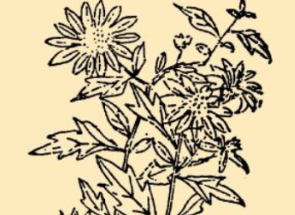 本草纲目&middot;第八卷&middot;草部&middot;马兰具体内容是什么？