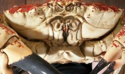 澳洲皇帝蟹为何是世界上最重的蟹？最重的一度超过72斤