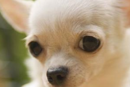 蜜莉(Milly)为何是世界上最小的狗？它属于哪一类的犬种？