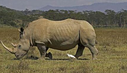 作为世界上最大的犀牛，白犀牛有着怎样生活习性？