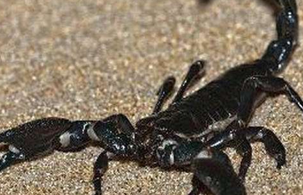 帝王蝎的外观是什么样的？为何是世界上体型最大的蝎子？
