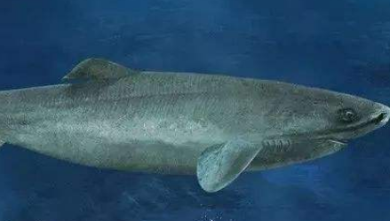 格陵兰睡鲨有什么生活习性？为何是世界上最长寿的鲨鱼？