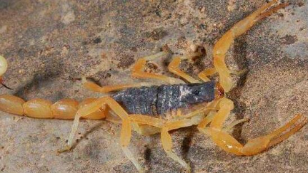 蝎子是出了名的毒物，那么世界上最毒的蝎子叫什么？