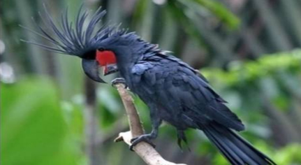 世界上最丑的鹦鹉分布在哪里？它们平时以什么为食？