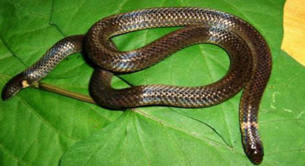 说到世界上长相最奇特的蛇，钝尾两头蛇真有两个头吗？