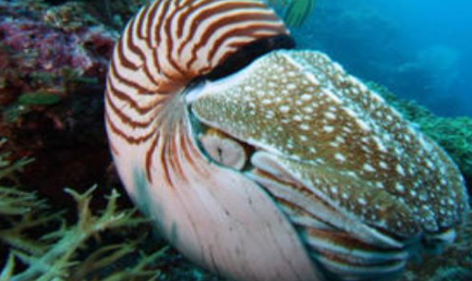 鹦鹉螺在地球上生存了多久？竟被称为世界上最古老的海螺
