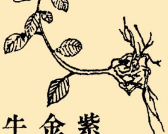 本草纲目&middot;第八卷&middot;草部&middot;紫金牛原文是什么内容？