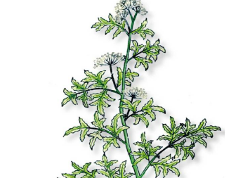 本草纲目&middot;第八卷&middot;草部&middot;蛇床原文是什么内容？