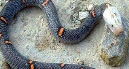 喜马拉雅白头蛇为何是世界上最让人头疼的蛇？它们有毒吗？