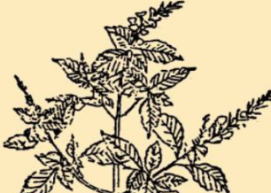 本草纲目&middot;第八卷&middot;草部&middot;香薷原文是什么内容？