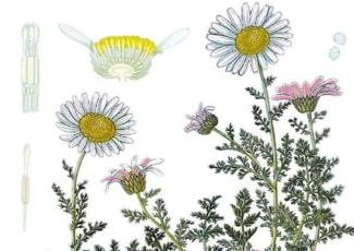 本草纲目&middot;第八卷&middot;草部&middot;菊具体内容是什么？