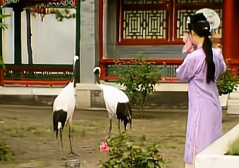 红楼梦中出现了哪些宠物？侯门公府的少爷小姐们都很会玩