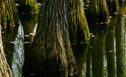 池杉属于什么品种？又有哪些生长的习性呢？