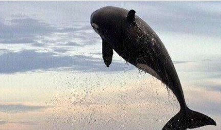 海豚为什么敌不过虎鲸？因为虎鲸的习性是群体狩猎