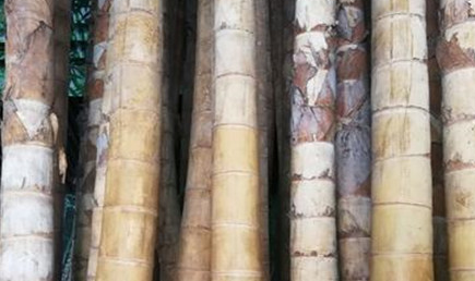 与其他的竹子相比，巨龙竹最显著的优势在哪里？