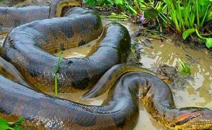 亚马逊森蚺究竟长什么样子？为何是自然界中最大的蛇？