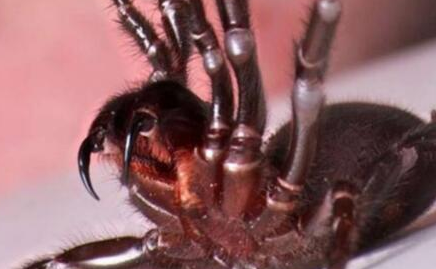 悉尼漏斗网蜘蛛有什么习性？为何是自然界中毒性最强的蜘蛛？