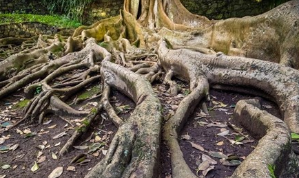 无花果树根究竟长什么样子？为何是自然界中最奇特的根？