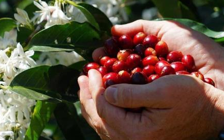 瑰夏咖啡和普通咖啡有何区别？为何是世界上最贵的咖啡豆？