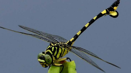 世界上最大的蜻蜓来自于哪里？它有着怎样的生活习性？