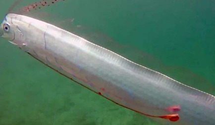 世界上最大的皇带鱼在哪里？它有什么特点以及生活习性？
