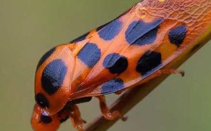 世界上跳得最高的动物为何是沫蝉？与跳蚤相比又如何？