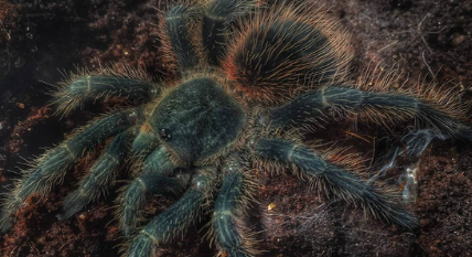 作为世界上最致命的蜘蛛，被巴西漫游蜘蛛咬后怎么处理？