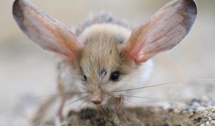 长耳跳鼠生长在哪个地区？为何是世界上耳朵最长的鼠？