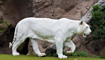世界上最白的老虎生活在哪里？它珍惜到了什么程度？