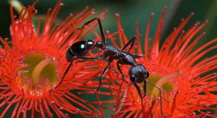 斗牛犬蚁有什么特点？为何被称为世界上最大的蚂蚁？