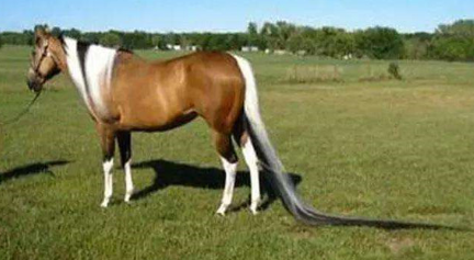 世界上尾巴最长的马叫什么名字？它来自于哪个国家？