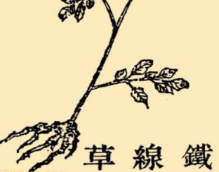 本草纲目&middot;第八卷&middot;草部&middot;铁线草原文是什么内容？