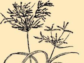 本草纲目&middot;第八卷&middot;草部&middot;荆三棱原文是什么内容？