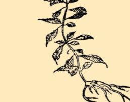 本草纲目&middot;第八卷&middot;草部&middot;薰草、零陵香原文是什么内容？