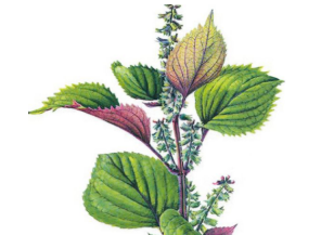 本草纲目&middot;第八卷&middot;草部&middot;紫苏原文是什么内容？