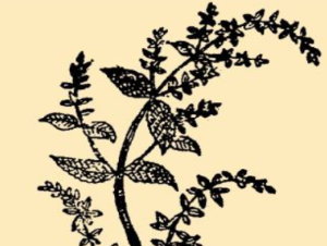 本草纲目&middot;第八卷&middot;草部&middot;荠苧原文是什么内容？