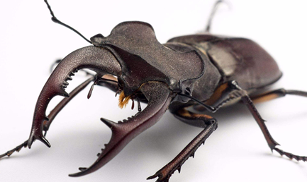 长颈鹿锯锹有什么特点？为何被称为世界上最大的锹甲虫？