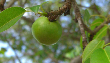 毒番石榴树为何是世界上最吓人的树？因为它含有剧毒