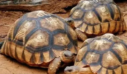 安哥洛卡象龟有什么特征？为何是世界上最贵的乌龟？