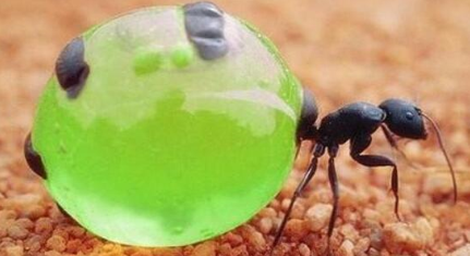 世界上最好吃的蚂蚁位于哪里？为何让许多游客慕名而来？