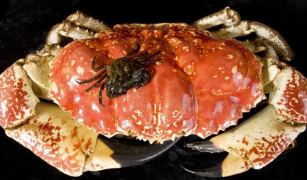 世界上最大的食用蟹是什么蟹？食用它时需要注意什么？