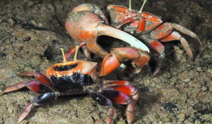 世界上最会变色的螃蟹叫什么名字？这个名字有何来源？