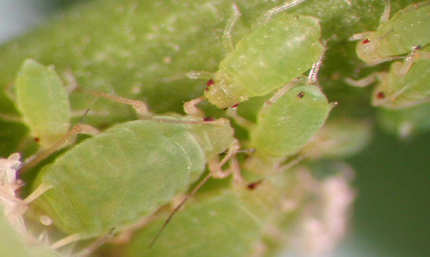蚜虫是益虫吗？它们为何是世界上繁殖最快的昆虫？