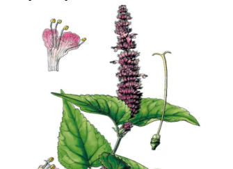 本草纲目&middot;第八卷&middot;草部&middot;藿香具体内容是什么？