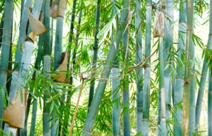 青皮竹属于什么品种？又有哪些生长的习性呢？