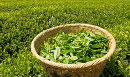 绿茶是酸性还是碱性植物？碱性，含有多种纯天然的碱
