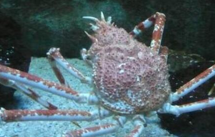 杀人蟹的名字有什么来源？为何是自然界中最大的螃蟹？