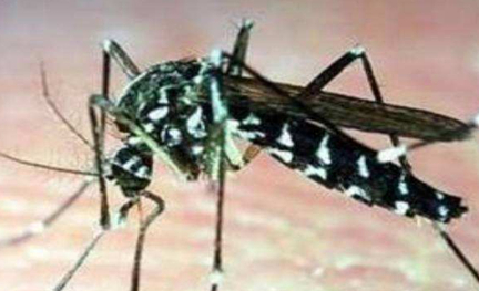 作为世界上最小的蚊子，黑蚊有着怎样的特点以及危害？